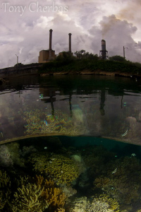 Coral Garden in Front of a Power Plant by Tony Cherbas 